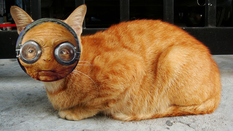 Illustration for article titled Cats That Look Like the Entire Cast of Star Wars